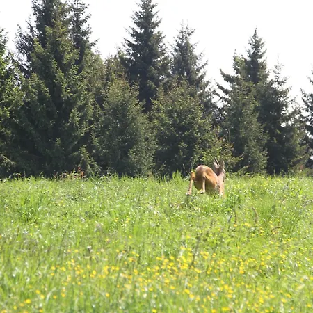 B&B Puffele 에네고