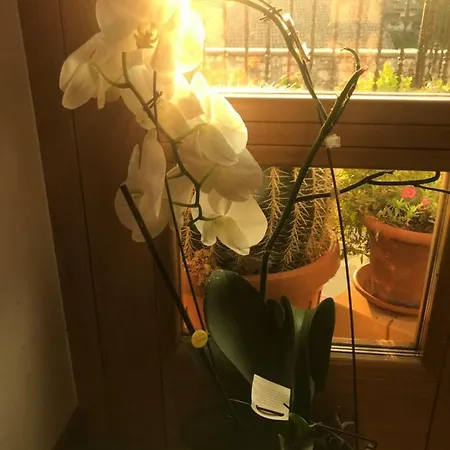 Bed & Breakfast Puffele